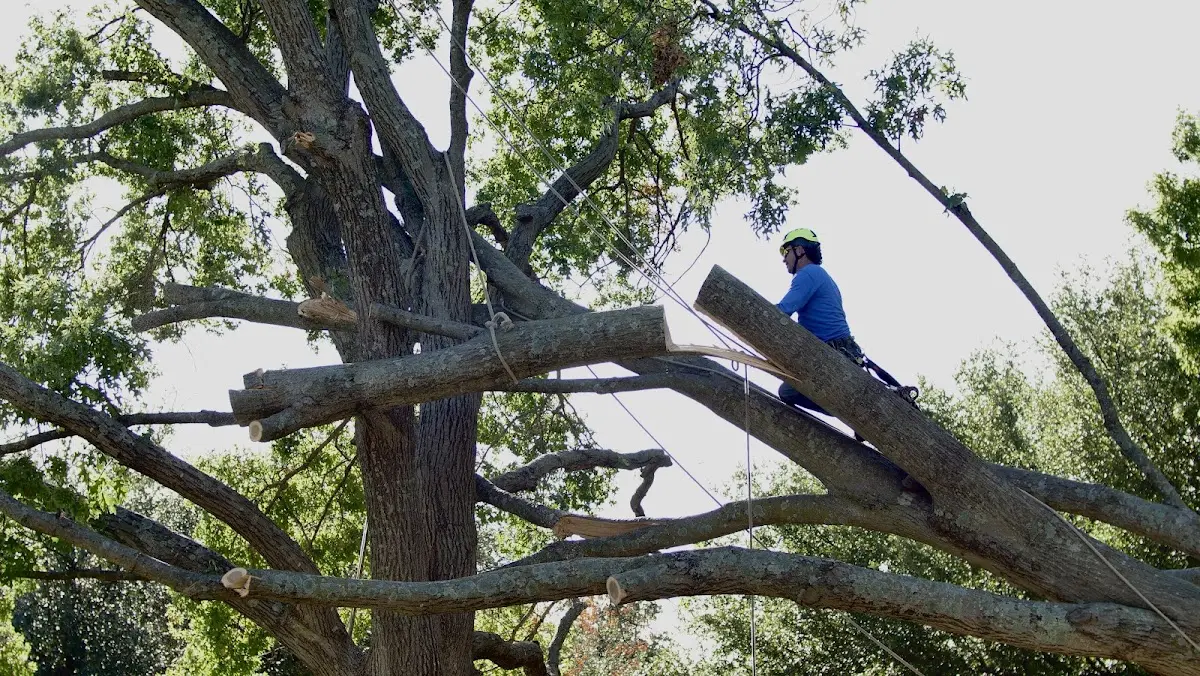 Professional Hazardous Tree Removal performed by certified arborists in Hancock