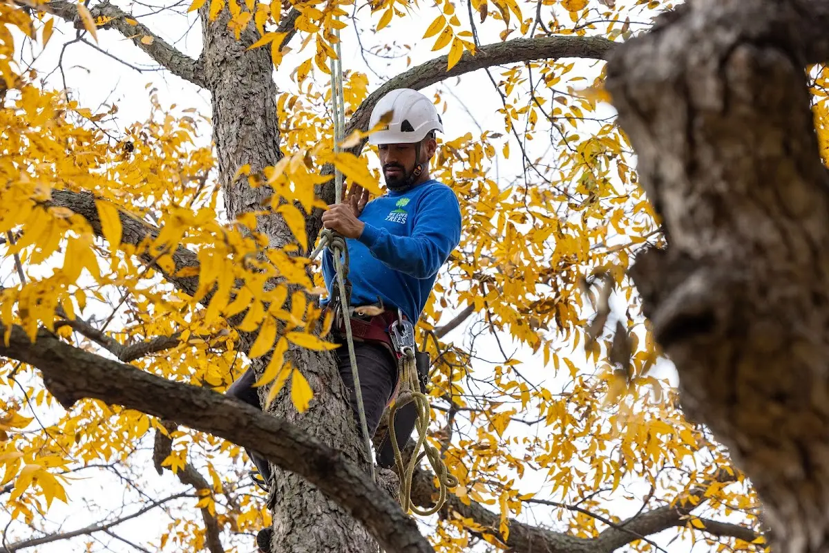 Skilled Emergency Tree Service crew working in Hancock